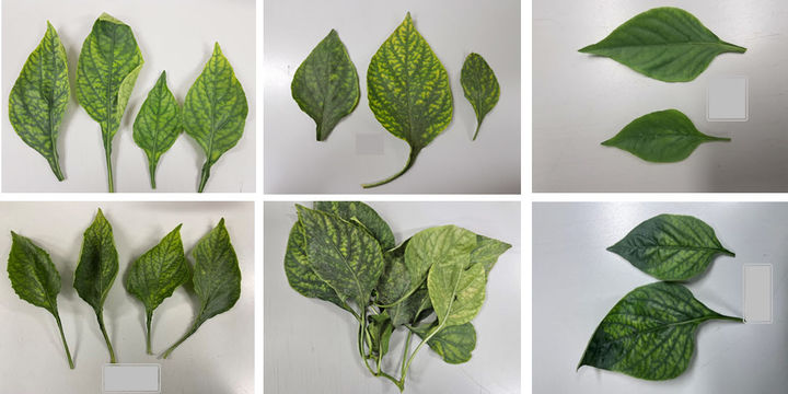 [진주=뉴시스] 경남지역 파프리카 ToCV 주요 병징.(사진=경남농업기술원 제공).2025.05.19photo@newsis.com *재판매 및 DB 금지