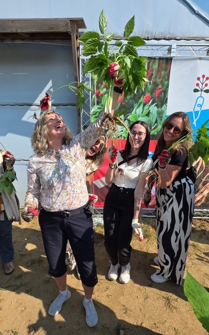 인삼캐기 체험 중인 구미·대양주 여행 업계 관계자들 *재판매 및 DB 금지