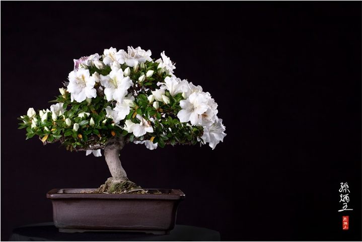 [세종=뉴시스] 20일부터 국립세종수목원서 손병오 작가의 영산홍 분재 전시회가 열린다. 사진은 손 작가의 작품.(사진=한국수목원정원관리원 제공) *재판매 및 DB 금지