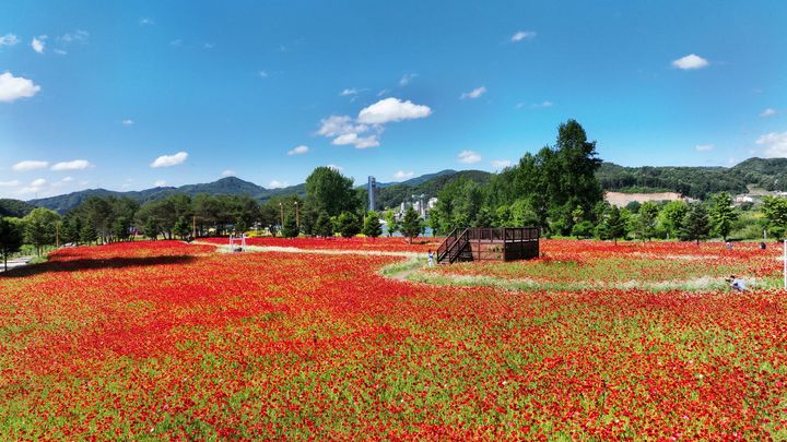 봄꽃들이 만발한 자라섬 중도 꽃 축제장. (사진=가평군 제공) photo@newsis.com *재판매 및 DB 금지