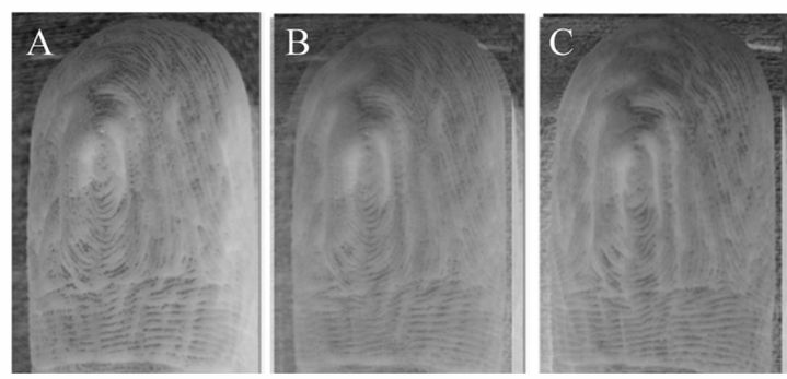 [뉴시스]오래 목욕을 하거나 물에 손을 담그고 있으면 생기는 손가락 주름이 항상 동일한 패턴으로 형성된다는 연구 결과가 나왔다. (사진=빙햄튼대 보도자료 캡처) 2025.05.19. *재판매 및 DB 금지