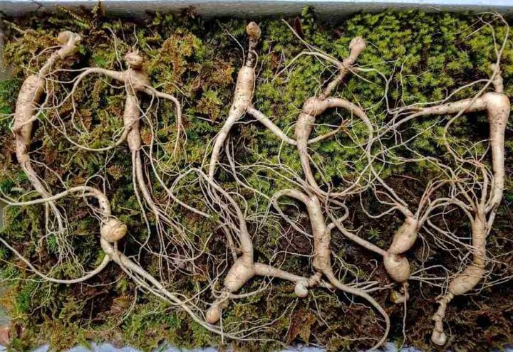 산양삼 *재판매 및 DB 금지