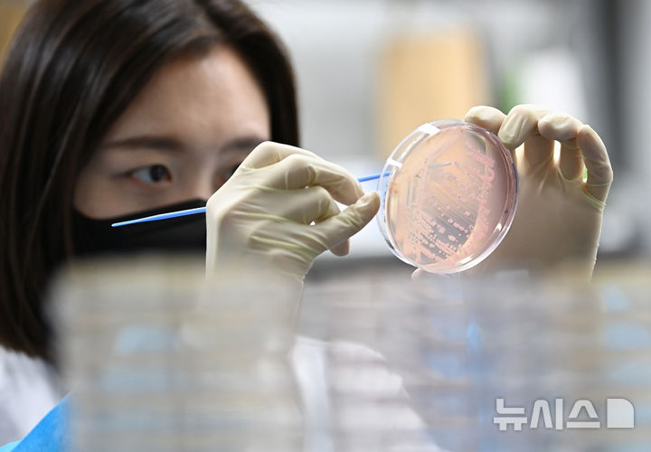 [수원=뉴시스] 김종택 기자 =지난달 19일 경기 수원시 권선구 경기도보건환경연구원에서 연구원이 식중독균 배양분리작업을 하고 있다. 2025.05.19. jtk@newsis.com