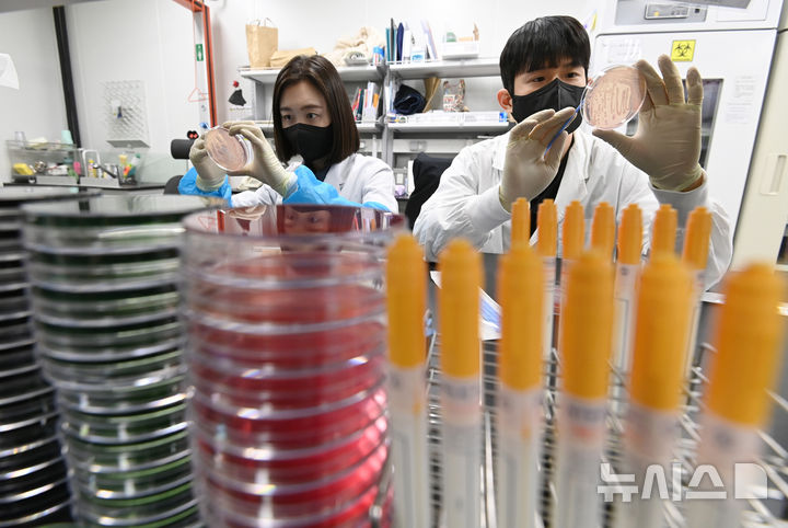 [수원=뉴시스] 김종택 기자 = 19일 경기 수원시 권선구 경기도보건환경연구원에서 연구원들이 식중독균 배양분리작업을 하고 있다.최근 이른 더위가 시작되면서 학교 급식 등 집단급식소 식중독 의심 신고는 총 110건으로 최근 3년 평균(84건)보다 31% 증가했다. 2025.05.19. jtk@newsis.com