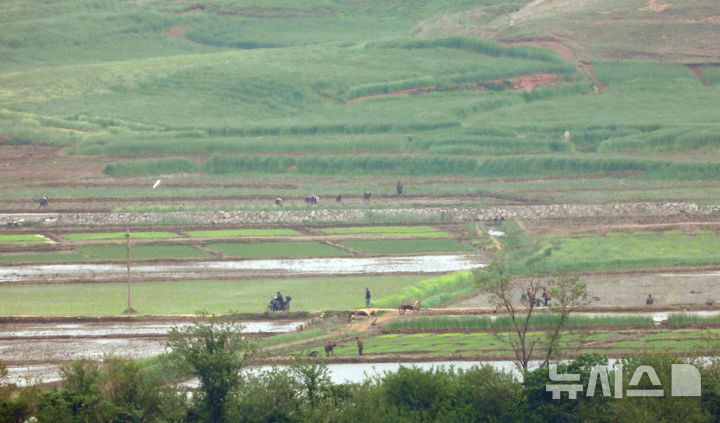 [인천=뉴시스] 전진환 기자 = 19일 오전 인천 강화군 강화평화전망대에서 바라본 북한 황해북도 개풍군의 한 마을 주변 논에서 봄 농번기를 맞아 주민들이 모내기를 하고 있다. 2025.05.19. amin2@newsis.com *사진은 기사 내용과 관계 없음 