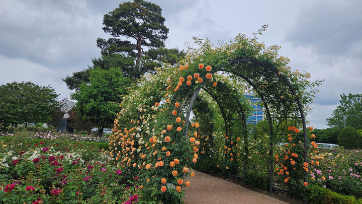 [광주=뉴시스] 광주시청 장미원 장미 만개. (사진=광주시청 제공) 2025.05.19. photo@newsis.com&nbsp; *재판매 및 DB 금지