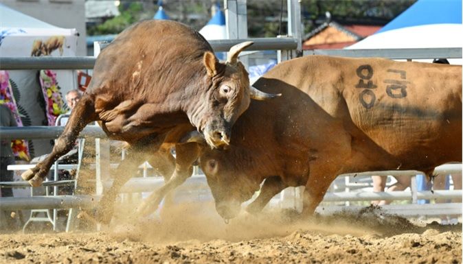 [창원=뉴시스] 강경국 기자 = 경남 창원 전국민속 소힘겨루기 대회 장면. (사진=창원시청 제공). 2025.05.20. photo@newsis.com *재판매 및 DB 금지