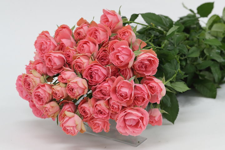 [세종=뉴시스] 농촌진흥청은 오는 21일부터 28일까지(주말 제외) 전북 완주군 국립원예특작과학원 장미 육종 온실에서 '국산 장미 계통 평가회'를 개최한다고 20일 밝혔다. 사진은 장미 품종 '캔디버블' (사진=농진청 제공) 2025.05.20. photo@newsis.com *재판매 및 DB 금지