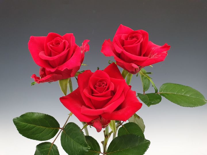 [세종=뉴시스] 농촌진흥청은 오는 21일부터 28일까지(주말 제외) 전북 완주군 국립원예특작과학원 장미 육종 온실에서 '국산 장미 계통 평가회'를 개최한다고 20일 밝혔다. 사진은 장미 품종 '루비레드' (사진=농진청 제공) 2025.05.20. photo@newsis.com *재판매 및 DB 금지