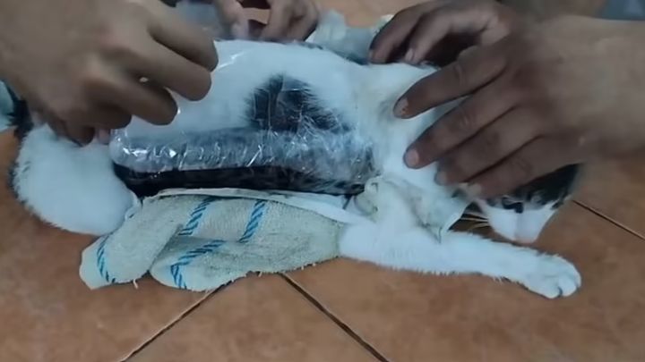 [뉴시스] 남미 코스타리카의 한 교도소에서 마리화나와 크랙 코카인을 몸에 지난 채 돌아다니던 고양이가 교도관들에게 붙잡혔다. (사진=데일리메일) *재판매 및 DB 금지