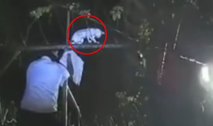 [뉴시스] 이달 6일 푸에르토리몬 지역의 한 교도에서 교도관들이 수상한 고양이를 발견해 포획했다. 고양이의 몸에는 마리화나 236g과 크랙 코카인 86g이 들어있는 봉지가 묶여있었다. (사진=데일리메일) *재판매 및 DB 금지