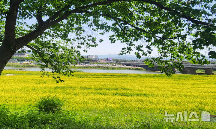 경주 형산강변 ‘갓꽃' 단지
