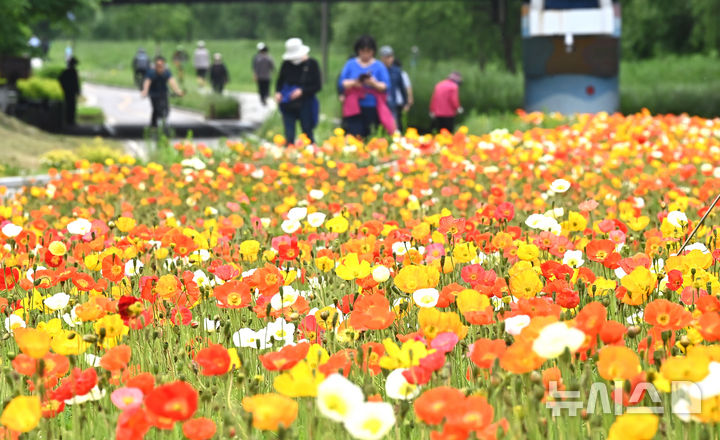 [오산=뉴시스] 김종택 기자 = 초여름 날씨를 보인 20일 경기 오산시 오산천을 찾은 시민들이 알록달록하게 물든 양귀비꽃을 바라보며 산책하고 있다. 2025.05.20. jtk@newsis.com