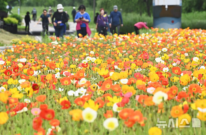 [오산=뉴시스] 김종택 기자 = 초여름 날씨를 보인 20일 경기 오산시 오산천을 찾은 시민들이 알록달록하게 물든 양귀비꽃을 바라보며 산책하고 있다. 2025.05.20. jtk@newsis.com