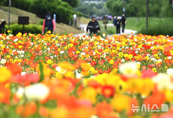 [오산=뉴시스] 김종택 기자 = 초여름 날씨를 보인 20일 경기 오산시 오산천을 찾은 시민들이 알록달록하게 물든 양귀비꽃을 바라보며 산책하고 있다. 2025.05.20. jtk@newsis.com