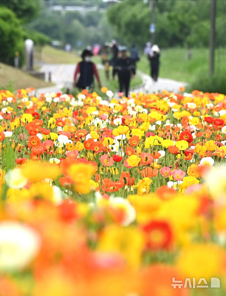 [오산=뉴시스] 김종택 기자 = 초여름 날씨를 보인 20일 경기 오산시 오산천을 찾은 시민들이 알록달록하게 물든 양귀비꽃을 바라보며 산책하고 있다. 2025.05.20. jtk@newsis.com