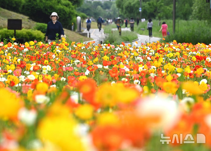 [오산=뉴시스] 김종택 기자 = 초여름 날씨를 보인 20일 경기 오산시 오산천을 찾은 시민들이 알록달록하게 물든 양귀비꽃을 바라보며 산책하고 있다. 2025.05.20. jtk@newsis.com