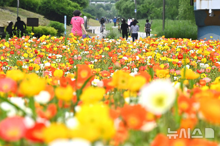 [오산=뉴시스] 김종택 기자 = 초여름 날씨를 보인 20일 경기 오산시 오산천을 찾은 시민들이 알록달록하게 물든 양귀비꽃을 바라보며 산책하고 있다. 2025.05.20. jtk@newsis.com