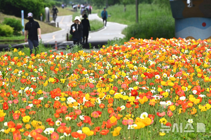 [오산=뉴시스] 김종택 기자 = 초여름 날씨를 보인 20일 경기 오산시 오산천을 찾은 시민들이 알록달록하게 물든 양귀비꽃을 바라보며 산책하고 있다. 2025.05.20. jtk@newsis.com