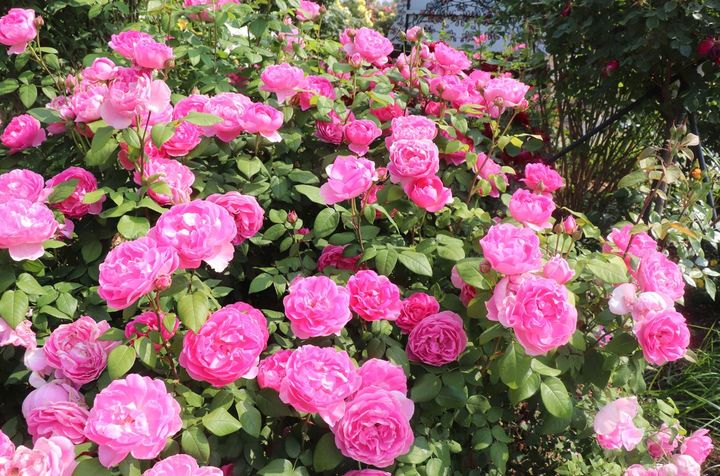 [서울=뉴시스] 에버랜드 개발 장미 '퍼퓸에버스케이프' 모습.(사진=에버랜드 제공) *재판매 및 DB 금지