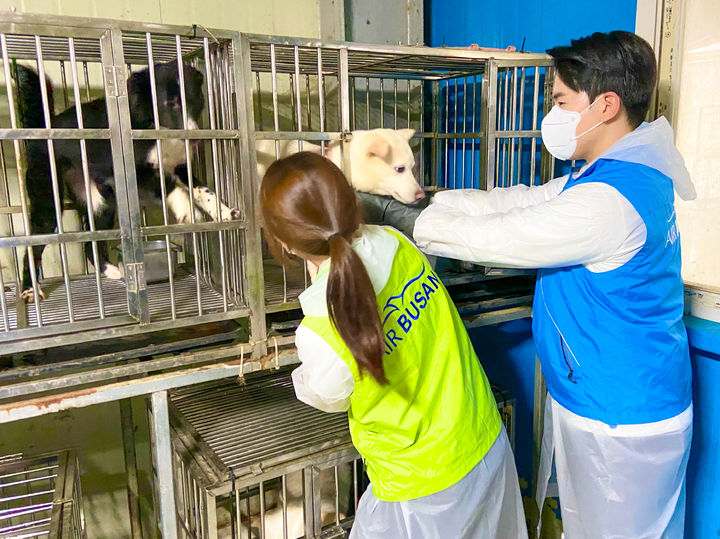 [부산=뉴시스] 지난 20일 에어부산 객실승무원들이 부산동물보호센터를 방문해 유기동물을 위한 봉사활동을 실시하고 있다. (사진=에어부산 제공) 2025.05.21. photo@newsis.com *재판매 및 DB 금지