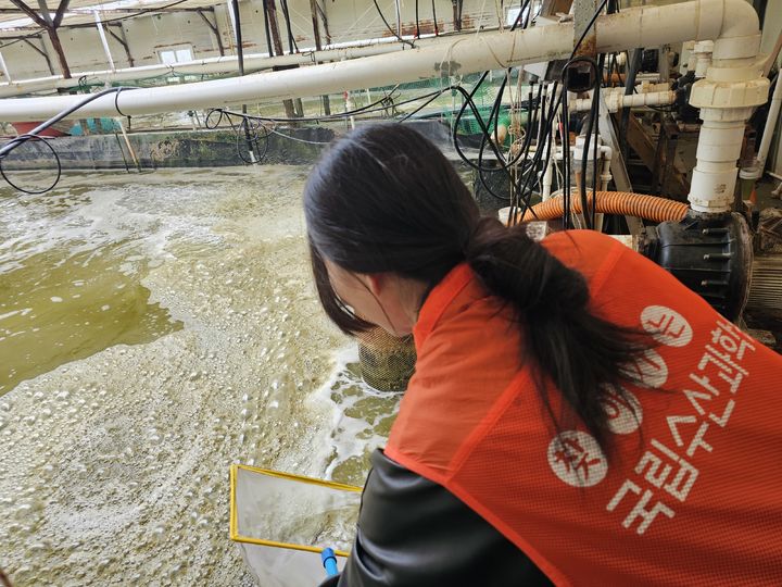 [부산=뉴시스] 새우 양식장에서 시료를 채취하고 있다. (사진=국립수산과학원 제공) 2025.05.21. photo@newsis.com *재판매 및 DB 금지