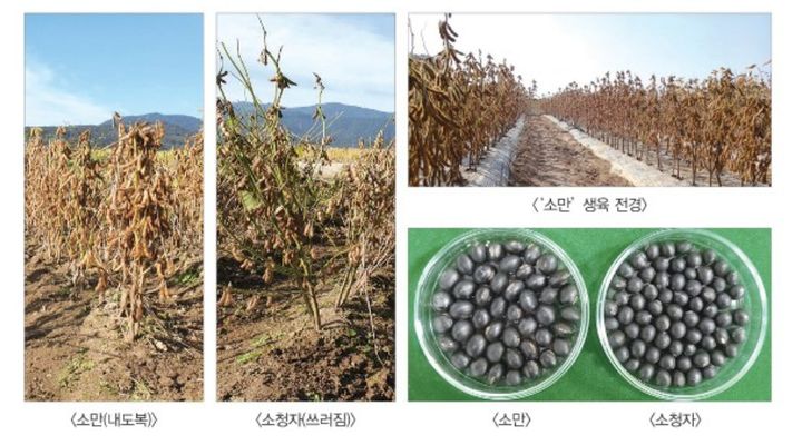 [세종=뉴시스] 농촌진흥청이 개발한 기능성 검정콩 소만. (사진=농진청 제공) *재판매 및 DB 금지