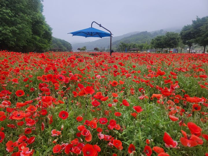 [함양=뉴시스] 서희원 기자= 21일 천년의 숲 함양 상림공원 인근경관단지에 조경용 양귀비가 활짝 피어있다.&nbsp; 2025. 5. 21. shw1881@newsis.com *재판매 및 DB 금지