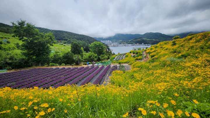 [거제=뉴시스] 신정철 기자= 조선 세종 23년(1441년)에 설치된 국가유산인 거제시 일운면 지세포진성에 21일, 라벤더, 금계국 등 다양한 꽃들이 개화하며 많은 관광객들의 발길이 이어지고 있다.사진은 지세포진성 꽃동산 전경.(사진=거제시 제공).2025.05.21. photo@newsis.com *재판매 및 DB 금지