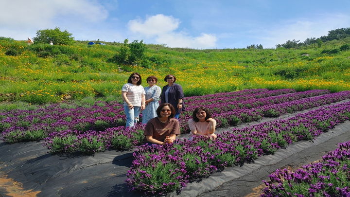 [거제=뉴시스] 신정철 기자= 조선 세종 23년(1441년)에 설치된 국가유산인 거제시 일운면 지세포진성 꽃동산에 21일, 라벤더, 금계국 등 다양한 꽃들이 개화하며 많은 관광객들의 발길이 이어지고 있다.사진은 관광객들이 지세포진성 꽃동산에서 기념사진을 촬영하고 있다.(사진=거제시 제공).2025.05.21. photo@newsis.com *재판매 및 DB 금지