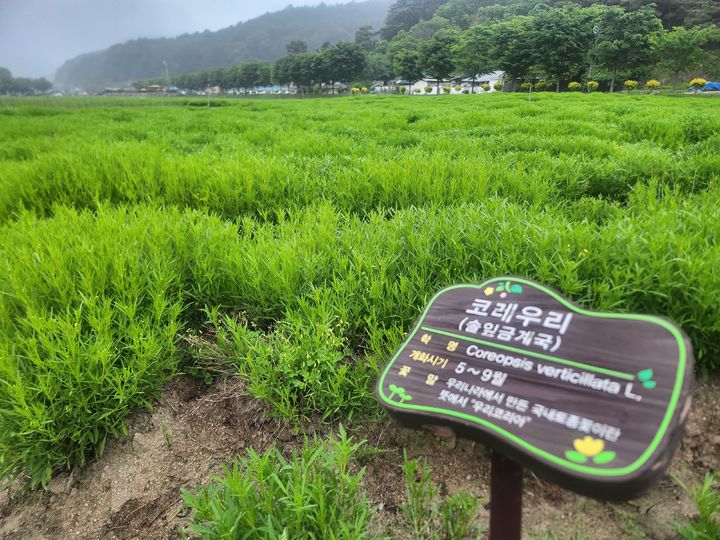 [함양=뉴시스] 서희원 기자= 21일 천년의 숲 함양 상림공원 인근 경관단지에 코레우리가 자라고 있다.&nbsp; 2025. 5. 21. shw1881@newsis.com *재판매 및 DB 금지