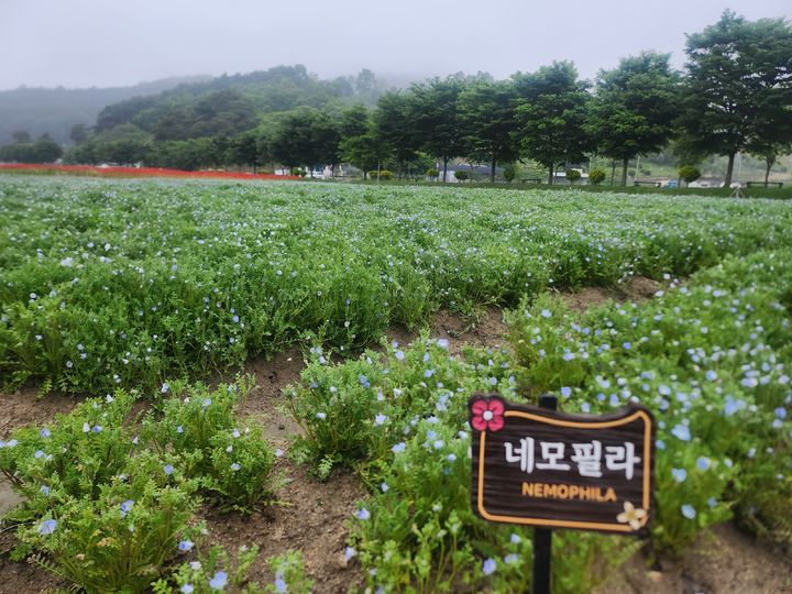 [함양=뉴시스] 서희원 기자= 21일 천년의 숲 함양 상림공원 인근 경관단지에 네모필라가 자라고 있다.&nbsp; 2025. 5. 21. shw1881@newsis.com *재판매 및 DB 금지