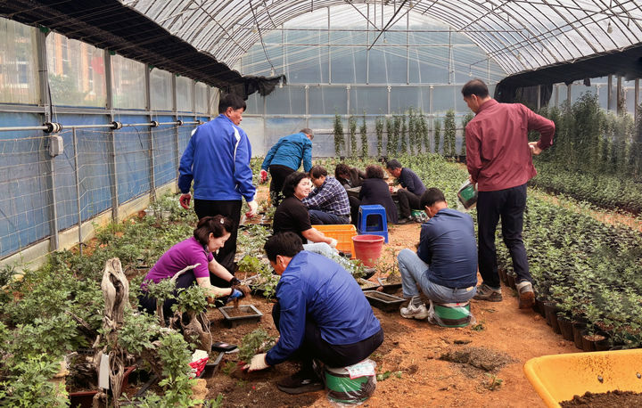 [서산=뉴시스] 서산시국화축제추진위원회가 지난 20일 고북면의 한 비닐하우스 안에서 국화 삽목을 진행하고 있다. (사진=서산시 제공) 2025.05.21. photo@newsis.com *재판매 및 DB 금지
