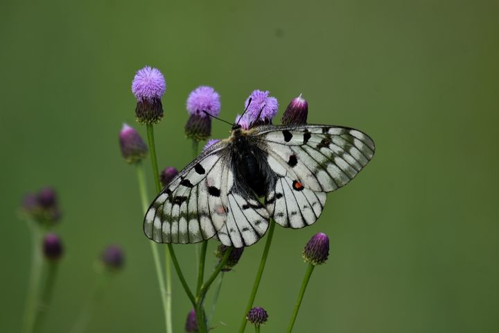 [의성=뉴시스] 붉은점모시나비 (사진=정수근 대구환경운동연합 생태보전국장 제공) 2025.05.21. photo@newsis.com *재판매 및 DB 금지