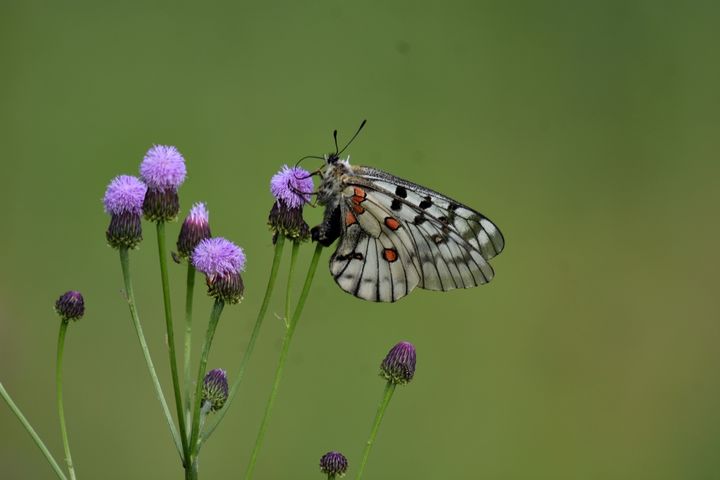 [의성=뉴시스] 붉은점모시나비 (사진=정수근 대구환경운동연합 생태보전국장 제공) 2025.05.21. photo@newsis.com *재판매 및 DB 금지