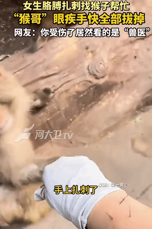 [뉴시스] (사진=중국 대상신문) *재판매 및 DB 금지