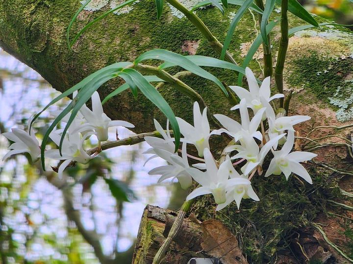 [제주=뉴시스] 석곡. (사진=제주도 제공) photo@newsis.com *재판매 및 DB 금지