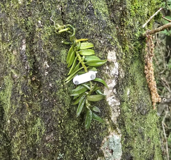 [제주=뉴시스] 제주시 애월읍 봉성시험림에 복원한 비자란. (사진=제주도 제공) 2025.05.21. photo@newsis.com *재판매 및 DB 금지