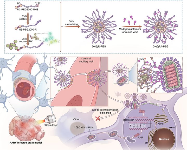 이차 근적외선 형광 이미징 기반 광역학 치료를 활용한 '광견병 바이러스 치료 시스템 구축' 연구 논문 이미지. (사진=고려대 제공) *재판매 및 DB 금지
