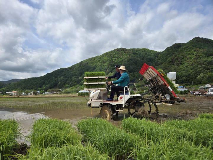 학교 급식용 친환경 쌀 모내기. *재판매 및 DB 금지