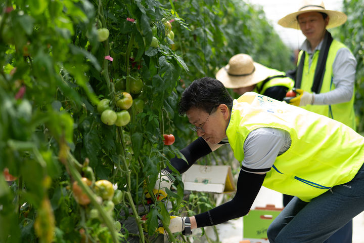 농협은행 강태영 은행장(맨 앞)을 비롯한 임직원들이 21일 경기 광주시 토마토 농가에서 일손을 돕고 있다. (사진=농협은행 제공) *재판매 및 DB 금지