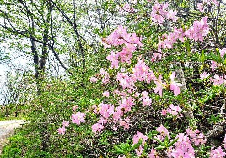 [단양=뉴시스] 이병찬 기자 = 21일 충북 단양 소백산 정상 연화봉에 만개한 철쭉이 따뜻한 봄 햇살을 맞고 있다.(사진= 소백산국립공원북부사무소 제공)2025.05.21.photo@newsis.com *재판매 및 DB 금지