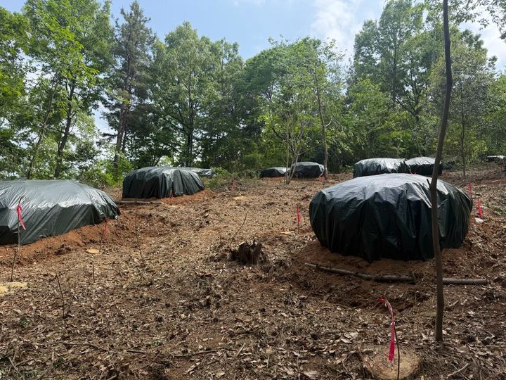[보성=뉴시스] 전남 보성군 회천면 일대 소나무재선충병 모두베기 방제 작업 장면. (사진=보성군 제공) 2025.05.21. photo@newsis.com *재판매 및 DB 금지
