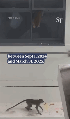 [뉴시스](사진=더스트레이트타임스) *재판매 및 DB 금지 *재판매 및 DB 금지