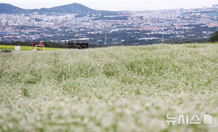 [제주=뉴시스] 우장호 기자 = 비가 내리기 시작한 21일 오전 제주시 오라이동 메밀꽃밭을 찾은 관람객들이 하얗게 피어난 꽃을 감상하며 즐거운 시간을 보내고 있다. 2025.05.21. woo1223@newsis.com