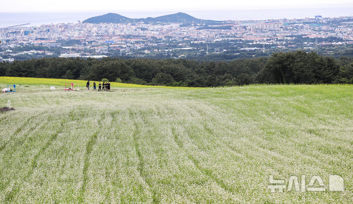 [제주=뉴시스] 우장호 기자 = 비가 내리기 시작한 21일 오전 제주시 오라이동 메밀꽃밭을 찾은 관람객들이 하얗게 피어난 꽃을 감상하며 즐거운 시간을 보내고 있다. 2025.05.21. woo1223@newsis.com
