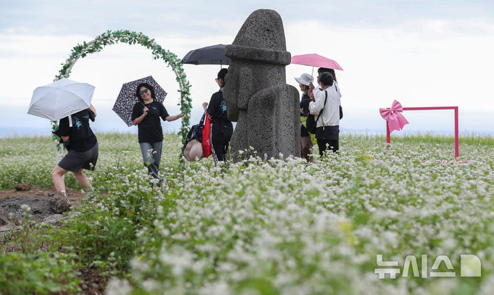 [제주=뉴시스] 우장호 기자 = 비가 내리기 시작한 21일 오전 제주시 오라이동 메밀꽃밭을 찾은 관람객들이 하얗게 피어난 꽃을 감상하며 즐거운 시간을 보내고 있다. 2025.05.21. woo1223@newsis.com
