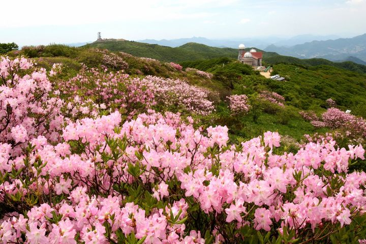 소백산 정상 철쭉 군락지.(사진=뉴시스DB) *재판매 및 DB 금지