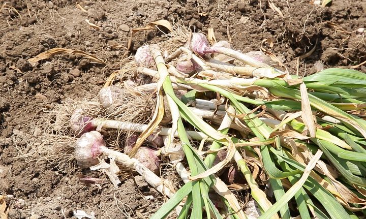 [세종=뉴시스] 농촌진흥청은 마늘 '홍산'을 안정적으로 생산하기 위한 '재배 지역별 적정 파종 및 수확 시기'를 22일 제시했다. 사진은 수확한 마늘 홍산 사진. (사진=농진청 제공) 2025.05.22. photo@newsis.com *재판매 및 DB 금지