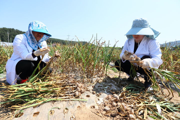 [세종=뉴시스] 농촌진흥청은 마늘 '홍산'을 안정적으로 생산하기 위한 '재배 지역별 적정 파종 및 수확 시기'를 22일 제시했다. 사진은 수확한 마늘 홍산 사진. (사진=농진청 제공) 2025.05.22. photo@newsis.com *재판매 및 DB 금지